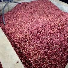 Coffee Beans Somalia