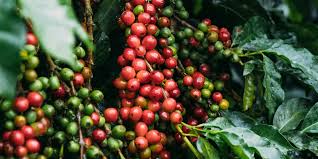 Coffee Beans Kenya