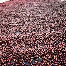 Coffee Beans Tanzania